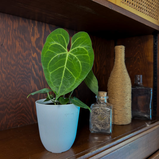 Anthurium Clarinervium Hybrid - 4 Inch Indoor Houseplant -Ship Only