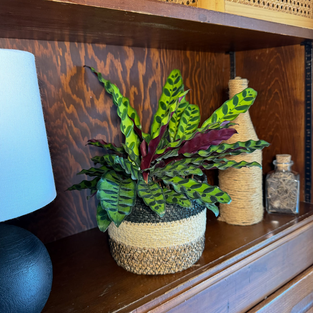 Calathea Rattlesnake (Calathea Lancifolia Goeppertia Insignis) - 6 Inch Indoor Houseplant -Ship Only