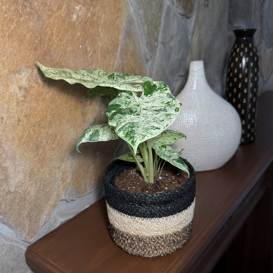 Alocasia Blizzard (Alocasia Odora 'Batik Blizzard') - 6 Inch Indoor Houseplant -Ship Only