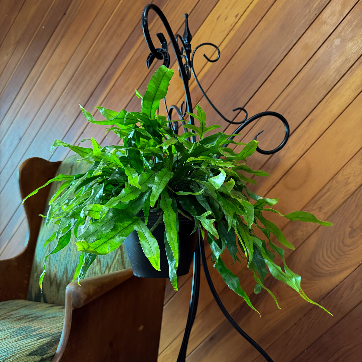 Kangaroo Paw Footed Fern Hanging Basket (Microsorum Diversifolium) - 8 Inch Indoor Houseplant -Ship Only