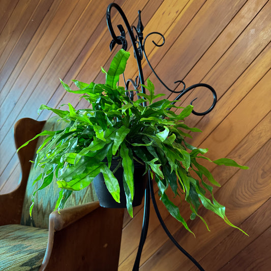 Kangaroo Paw Footed Fern Hanging Basket (Microsorum Diversifolium) - 8 Inch Indoor Houseplant -Ship Only