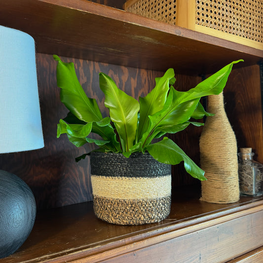 Nidus Bird's Nest Fern (Asplenium Nidus) - 6 Inch Indoor Houseplant -Ship Only