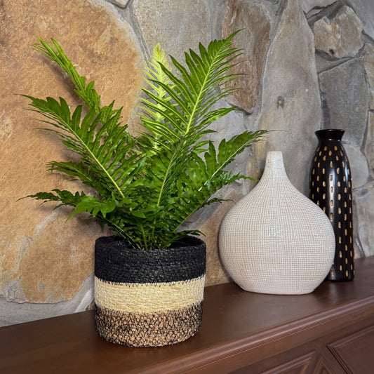 Silver Lady Tree Fern (Blechnum Gibbum 'Silver Lady') - 6 Inch Indoor Houseplant -Ship Only
