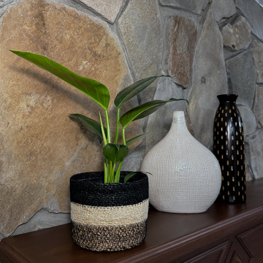 Philodendron Green Congo (Philodendron Tatei 'Congo) - 6 Inch Indoor Houseplant -Ship Only
