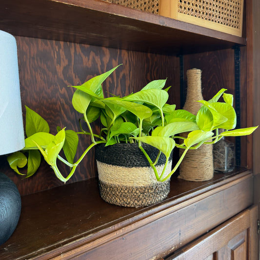 Pothos Neon Hanging Basket (Epipremnum Aureum 'Neon') - 6 Inch Indoor Houseplant -Ship Only