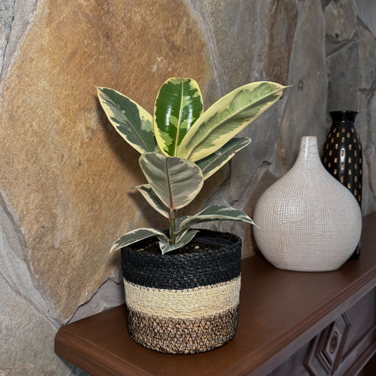 Variegated Rubber Plant (Ficus Elastica 'Tineke') - 6 Inch Indoor Houseplant -Ship Only