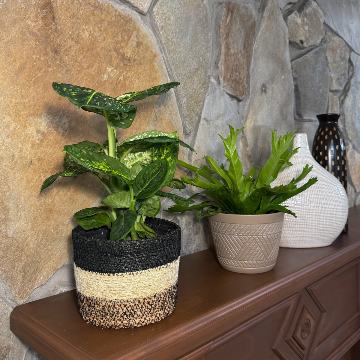 Fern & Foliage Mystery Houseplant 2 Pack - 6 Inch Indoor Houseplants -Ship Only