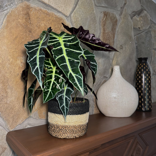 Alocasia Polly (Alocasia x Amazonica 'Polly') - 6 Inch Indoor Houseplant -Ship Only