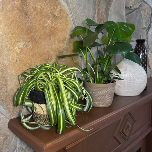 Mystery Foliage 2 Pack - 6 Inch Indoor Houseplants -Ship Only