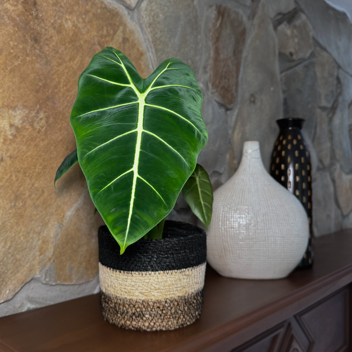 Alocasia Frydek (Alocasia Micholitziana 'Frydek') - 6 Inch Indoor Houseplant -Ship Only