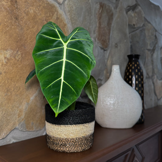 Alocasia Frydek (Alocasia Micholitziana 'Frydek') - 6 Inch Indoor Houseplant -Ship Only