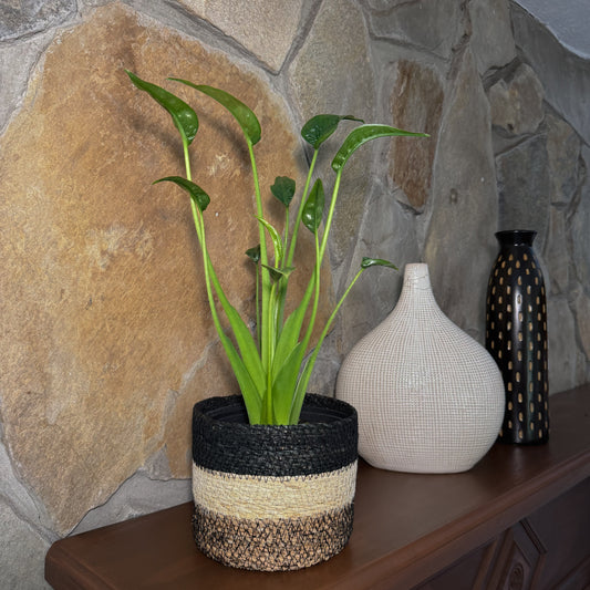 Alocasia Tiny Dancer (Alocasia Brisbanensis x Alocasia Odora 'Tiny Dancer') - 6 Inch Indoor Houseplant -Ship Only