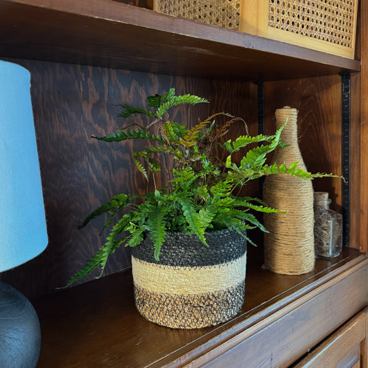 Tri-Color Fern (Pteris Quadriaurita 'Tricolor') - 6 Inch Indoor Houseplant -Ship Only