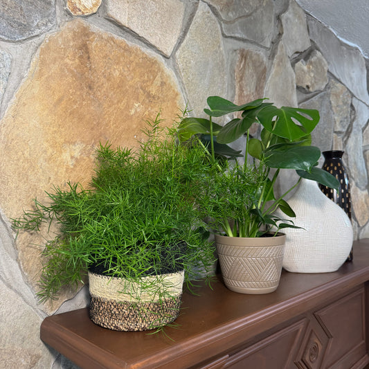 Fern & Foliage Mystery Houseplant 4 Pack - 6 Inch Indoor Houseplants -Ship Only