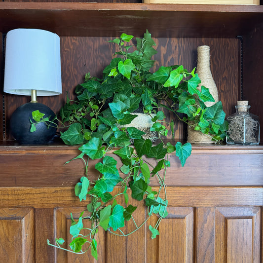 Green Ivy (Hedera Helix) - 6 Inch Indoor Houseplant -Ship Only