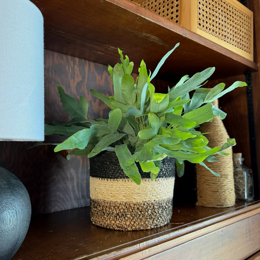 Blue Star Footed Fern (Phlebodium Aureum 'Blue Star) - 6 Inch Indoor Houseplant -Ship Only