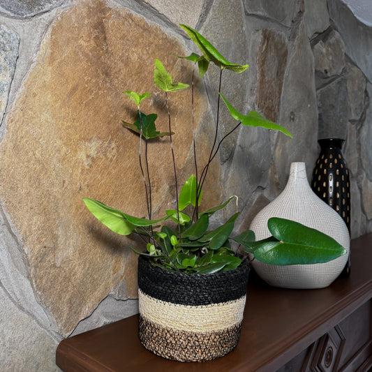 Heart Fern (Hemionitis Arifolia) - 6 Inch Indoor Houseplant -Ship Only
