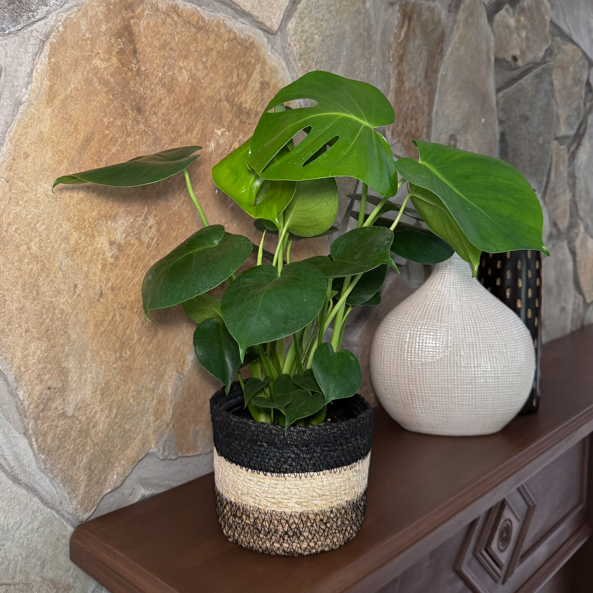 Monstera Deliciosa - 6 Inch Indoor Houseplant -Ship Only