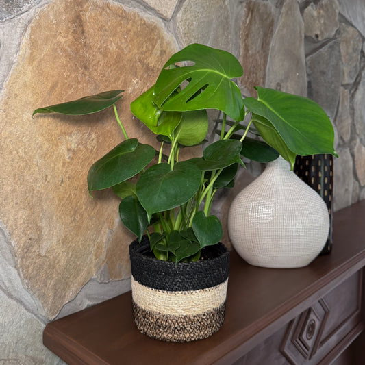 Monstera Deliciosa - 6 Inch Indoor Houseplant -Ship Only