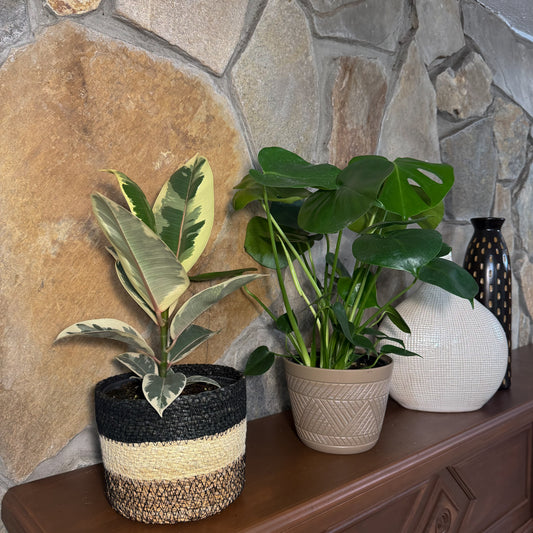 Mystery Foliage 4 Pack - 6 Inch Indoor Houseplants -Ship Only