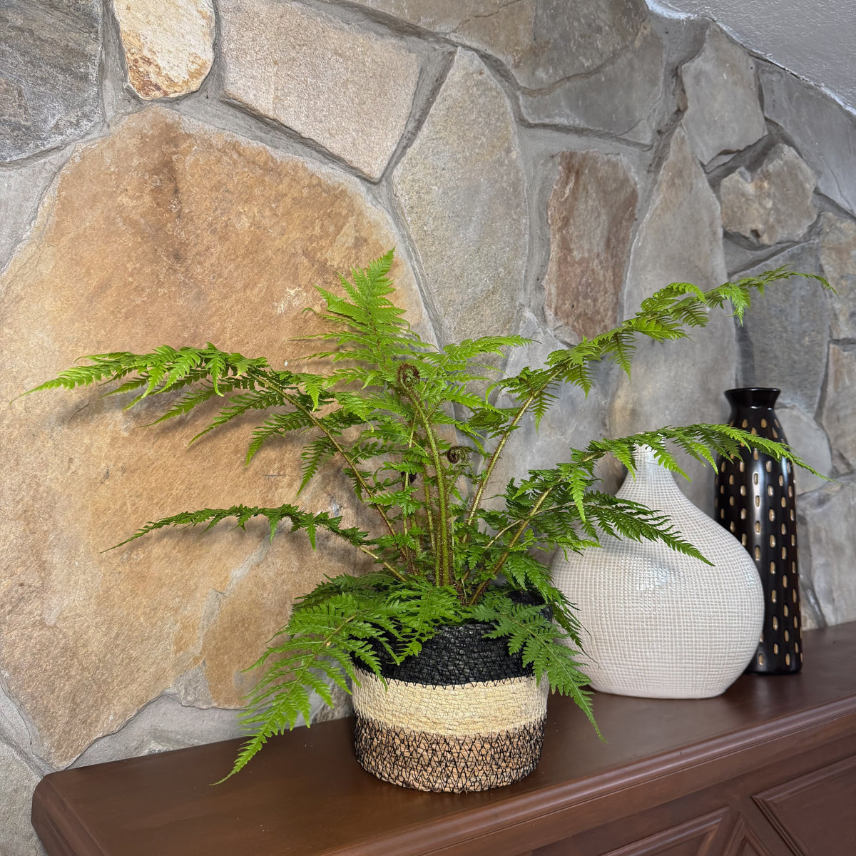 Australian Tree Fern (Cyathea Cooperi) - 6 Inch Indoor Houseplant -Ship Only