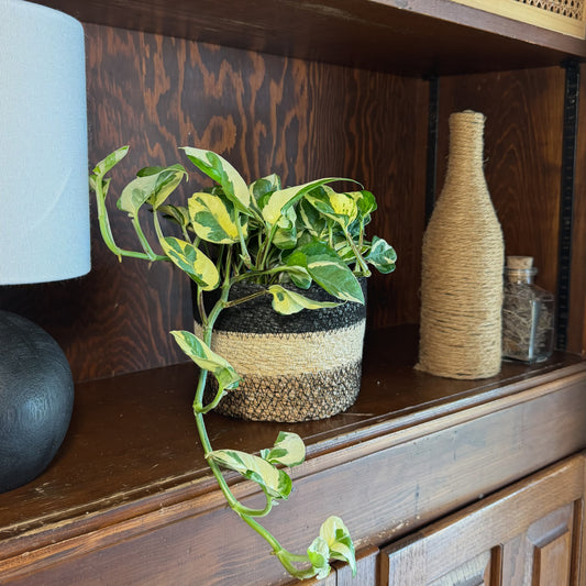 Pothos N'Joy Hanging Basket (Epipremnum Aureum 'N'Joy') - 6 Inch Indoor Houseplant -Ship Only