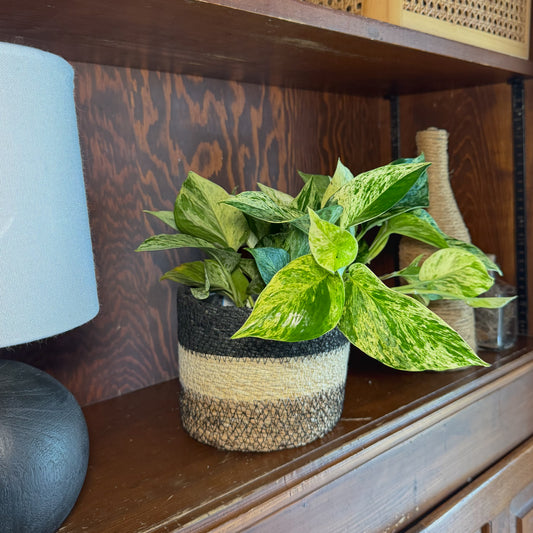 Pothos Marble Queen Hanging Basket (Epipremnum Aureum 'Marble Queen') - 6 Inch Indoor Houseplant -Ship Only