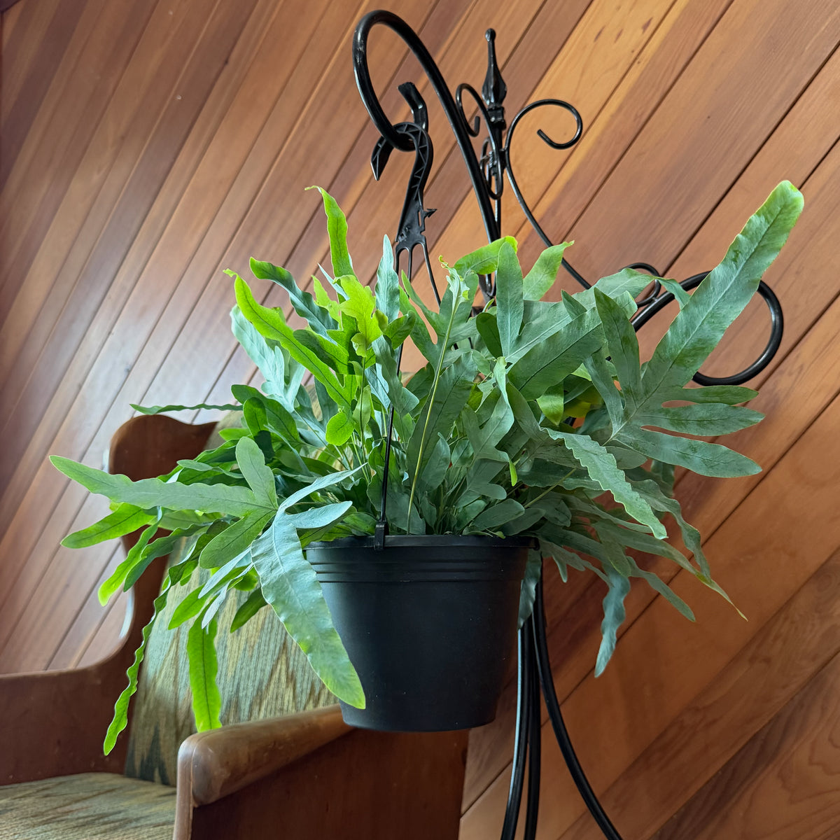 Blue Star Footed Fern Hanging Basket (Phlebodium Aureum) - 8 Inch Indoor Houseplant -Ship Only