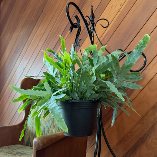 Blue Star Footed Fern Hanging Basket (Phlebodium Aureum) - 8 Inch Indoor Houseplant -Ship Only