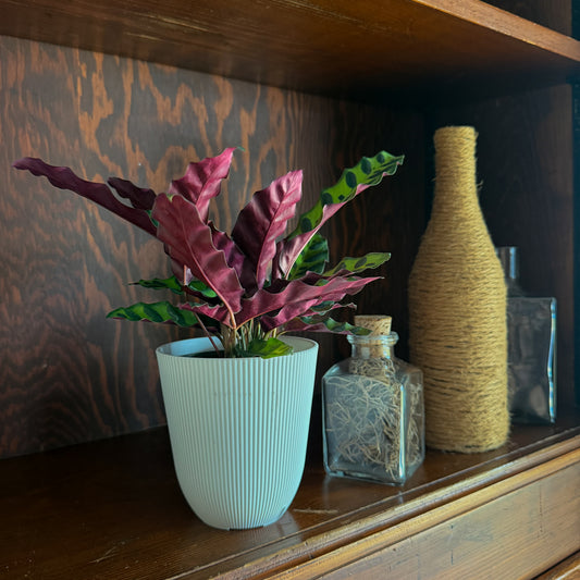 Calathea Rattlesnake (Calathea Lancifolia Goeppertia Insignis) - 4 Inch Indoor Houseplant -Ship Only