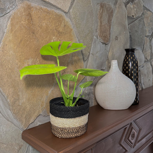 Monstera Super Golden (Monstera Deliciosa 'Aurea') - 6 Inch Indoor Houseplant -Ship Only