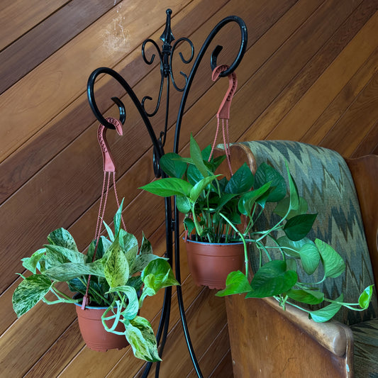 Mystery Pothos 2 Pack - 6 Inch Indoor Houseplants -Ship Only