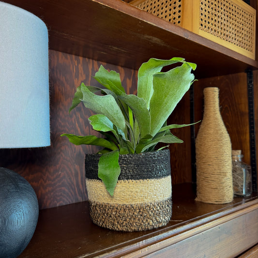 Staghorn Netherlands Fern (Platycerium Bifurcatum 'Netherlands') - 6 Inch Indoor Houseplant -Ship Only