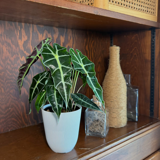 Alocasia Polly (Alocasia x Amazonica 'Polly') - 4 Inch Indoor Houseplant -Ship Only