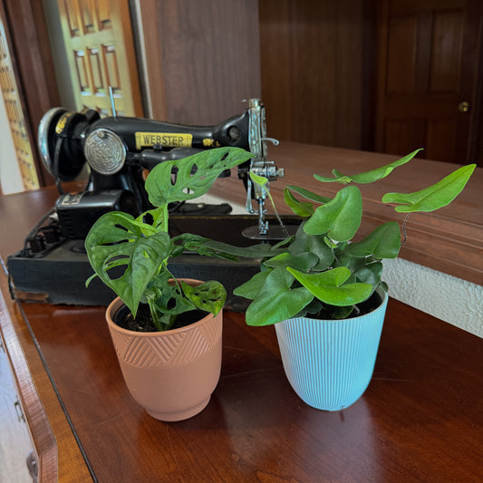 Fern & Foliage Mystery Houseplant 2 Pack - 4 Inch Indoor Houseplants -Ship Only