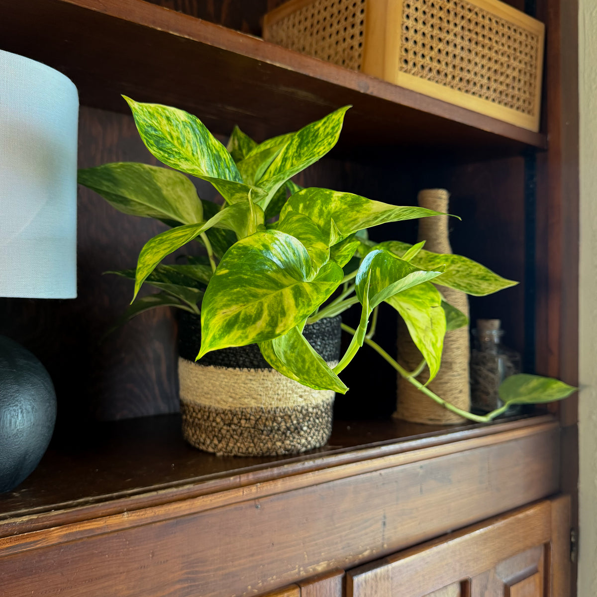 Pothos Hawaiian Hanging Basket (Epipremnum Aureum 'Hawaiian') - 6 Inch Indoor Houseplant -Ship Only