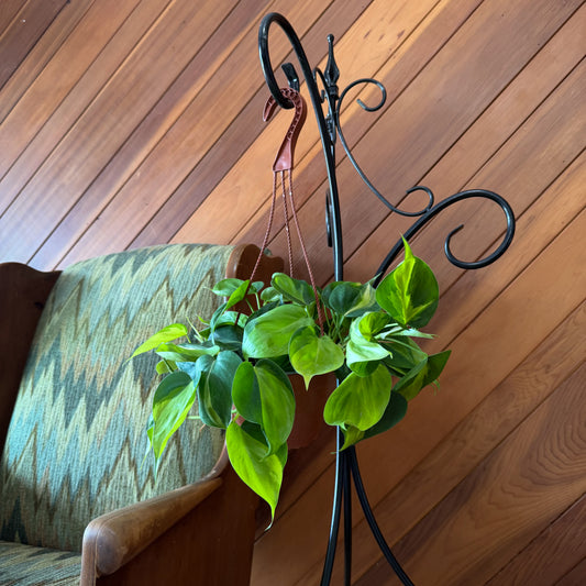 Philodendron Brasil Hanging Basket (Philodendron Hederaceum 'Brasil') - 6 Inch Indoor Houseplant -Ship Only