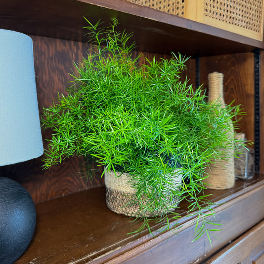 Sprenger's Asparagus Fern (Asparagus Sprengerii) - 6 Inch Indoor Houseplant -Ship Only