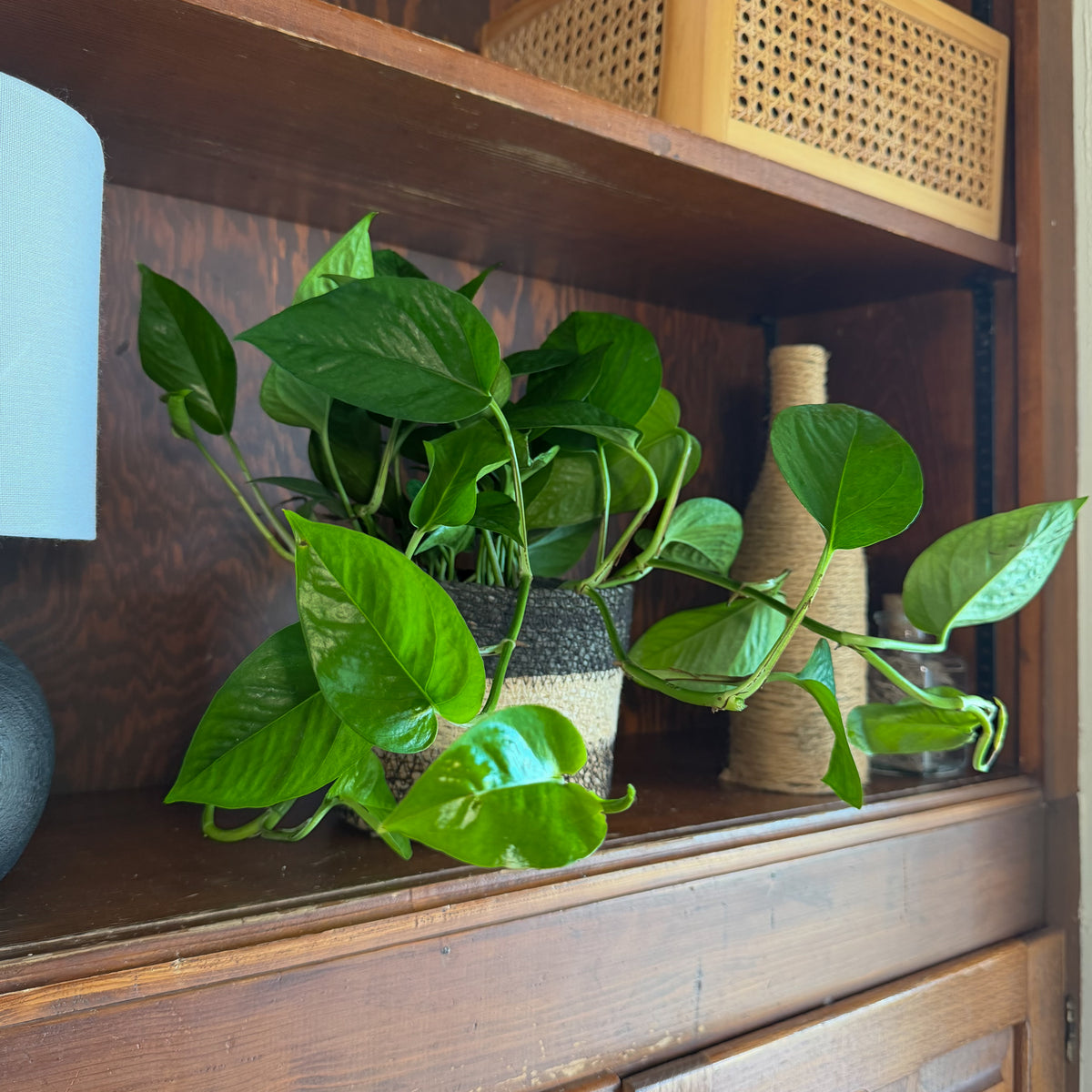 Pothos Jade Hanging Basket (Epipremnum Aureum 'Jade') - 6 Inch Indoor Houseplant -Ship Only