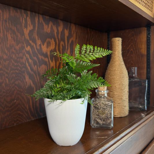 Rabbits Foot Footed Fern (Davallia Fejeensis) - 4 Inch Indoor Houseplant -Ship Only