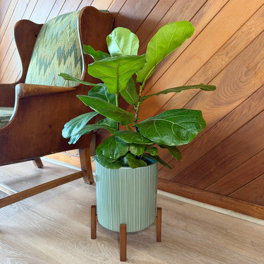 Fiddle-Leaf Fig (Ficus Lyrata) - 8 Inch Indoor Houseplant Pot -Ship Only