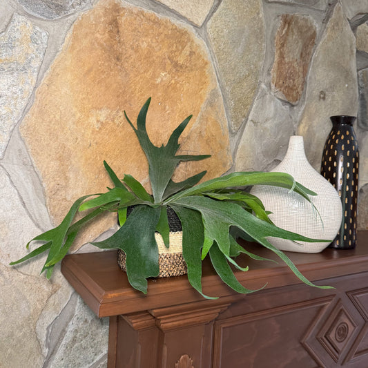 Staghorn Bifurcatum Fern (Platycerium Bifurcatum) - 6 Inch Indoor Houseplant -Ship Only