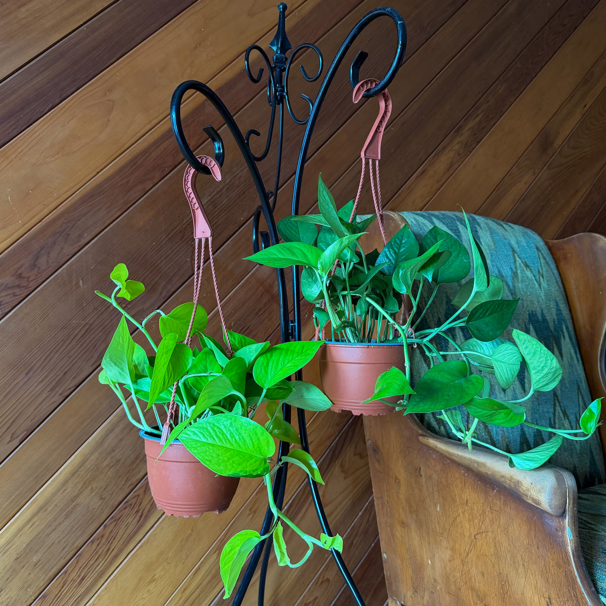 Mystery Pothos 4 Pack - 6 Inch Indoor Houseplants -Ship Only
