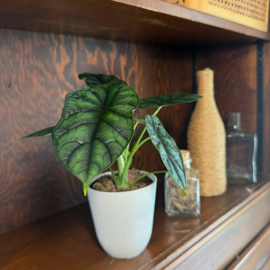 Alocasia Dragon Scale (Alocasia Baginda 'Dragon Scale') - 4 Inch Indoor Houseplant -Ship Only