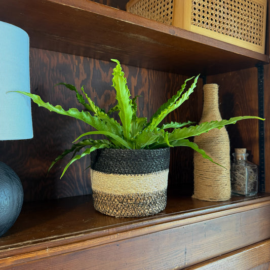 Victoria Bird's Nest Fern (Asplenium Antiquum 'Victoria') - 6 Inch Indoor Houseplant -Ship Only