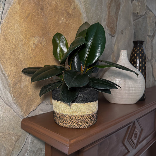 Burgundy Rubber Plant (Ficus Elastica 'Burgundy') - 6 Inch Indoor Houseplant -Ship Only