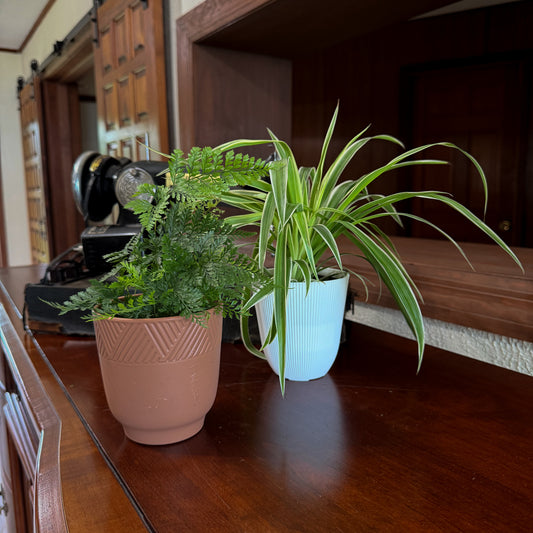 Fern & Foliage Mystery Houseplant 4 Pack - 4 Inch Indoor Houseplants -Ship Only
