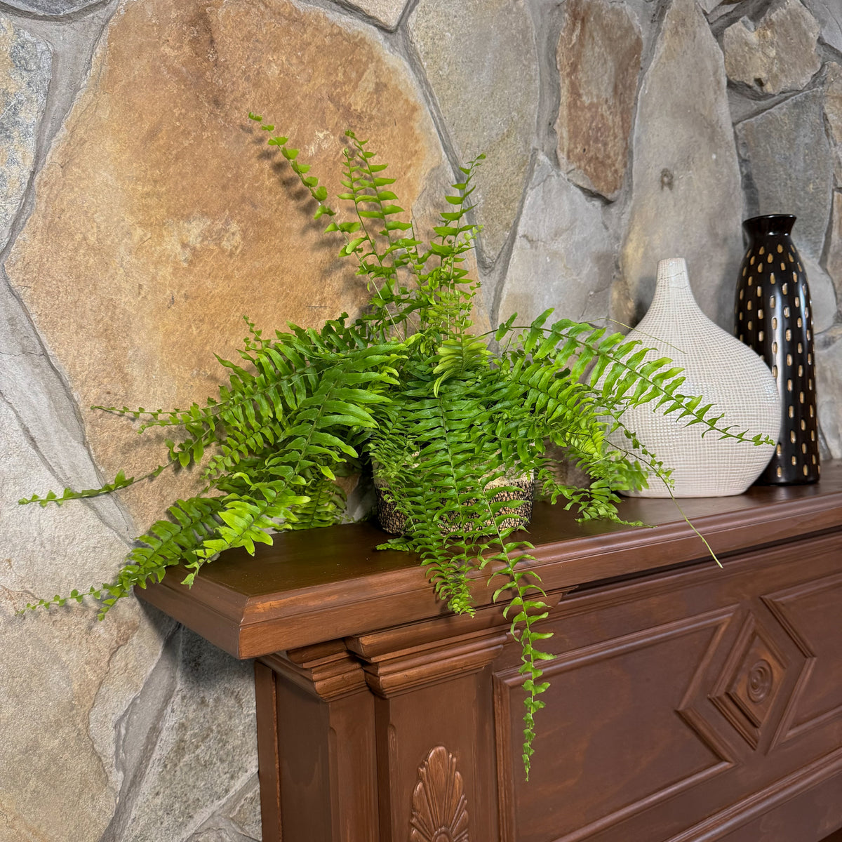 True Boston Fern (Nephrolepis Exaltata) - 6 Inch Indoor Houseplant -Ship Only