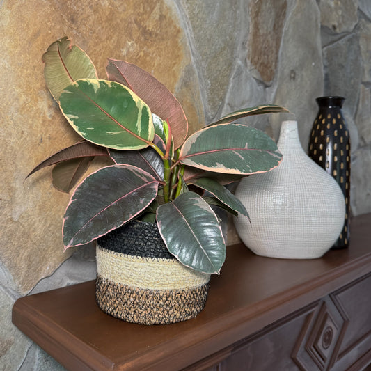 Ruby Rubber Plant (Ficus Elastica 'Ruby') - 6 Inch Indoor Houseplant -Ship Only