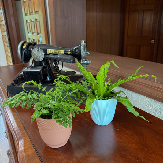 Mystery Ferns 2 Pack - 4 Inch Indoor Houseplants -Ship Only